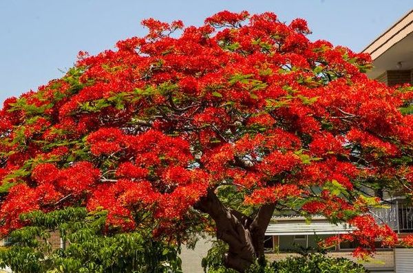 Mùa hè ở Việt Nam là cây phượng đỏ