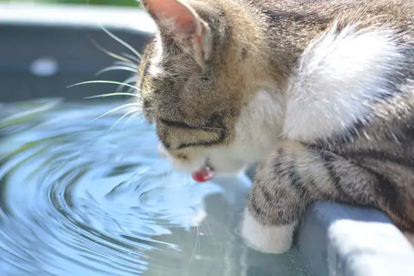 Mlem nước của mèo siêu dễ thương