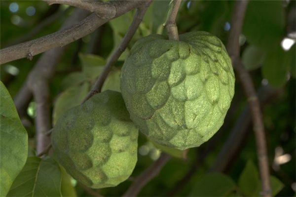 Điểm danh các loại quả, trái cây kỳ lạ hiếm có khó tìm trên thế giới 34