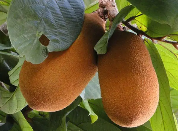 Điểm danh các loại quả, trái cây kỳ lạ hiếm có khó tìm trên thế giới 47